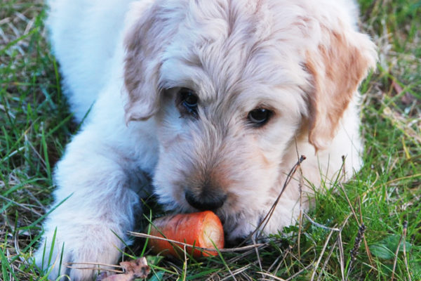 犬が食べていい野菜の種類まとめ！健康やダイエット効果とメリット一覧