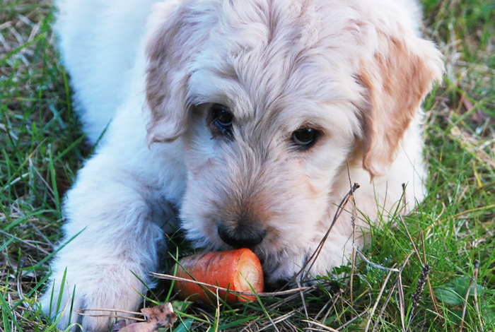 犬が食べていい野菜の種類まとめ 健康やダイエット効果とメリット一覧 日本アニマルヘルスblog