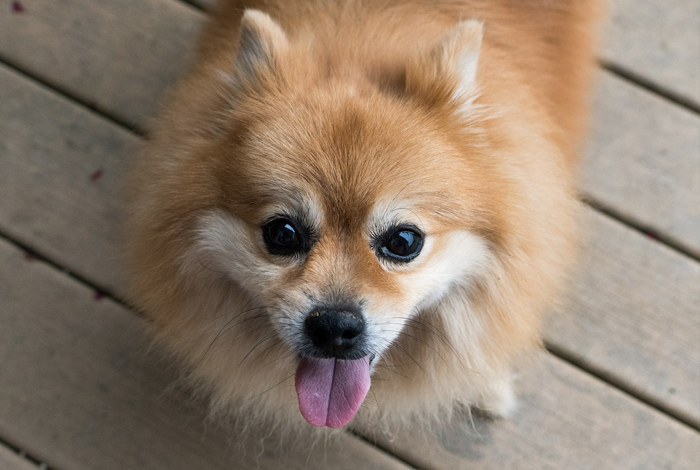 犬のご飯と健康 ポメラニアンの体重と食事の量 栄養素について 日本アニマルヘルスblog