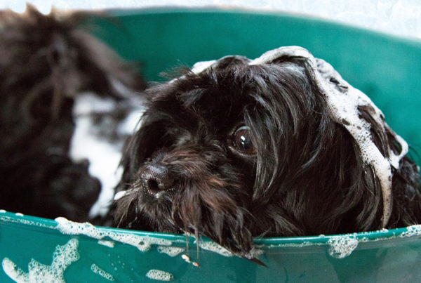 犬のお風呂は週何回？頻度によっては体臭だけじゃなく皮膚病のリスクも！
