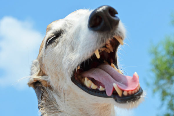 愛犬にあくびが多いときは注意 病気やストレスのサインかも 日本アニマルヘルスblog