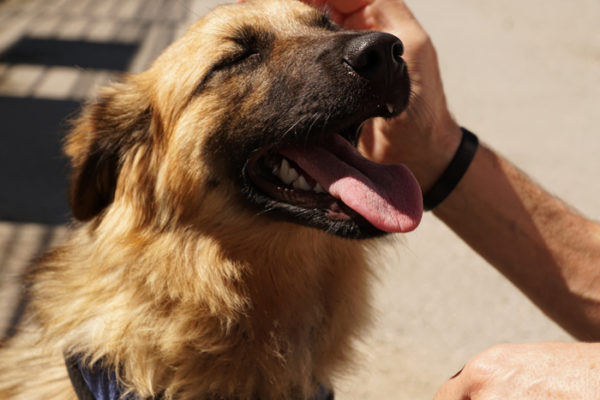 犬のマダニ被害と症状。飲み薬や病院に行く時期は？