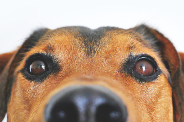 老犬に多い白内障の原因と予防・治療。目薬や手術について