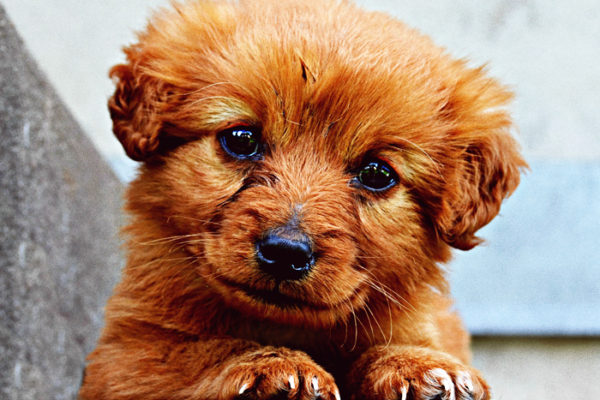愛犬にあくびが多いときは注意 病気やストレスのサインかも 日本アニマルヘルスblog