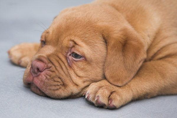 犬に下痢が続く時は病気のサイン？原因と対処法、病院に行くタイミングは？