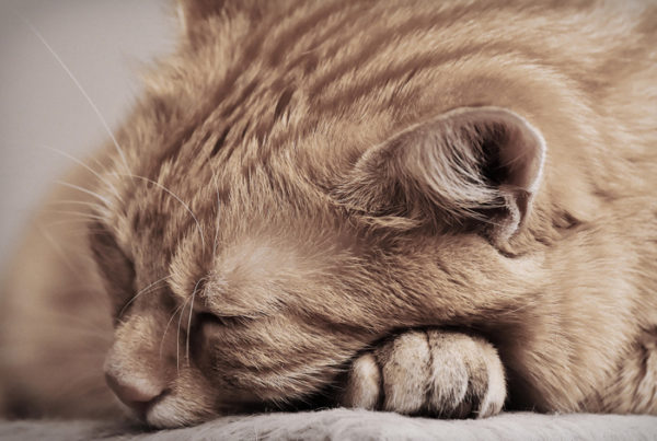 猫のいびきは病気のサイン？原因や対処法をご紹介