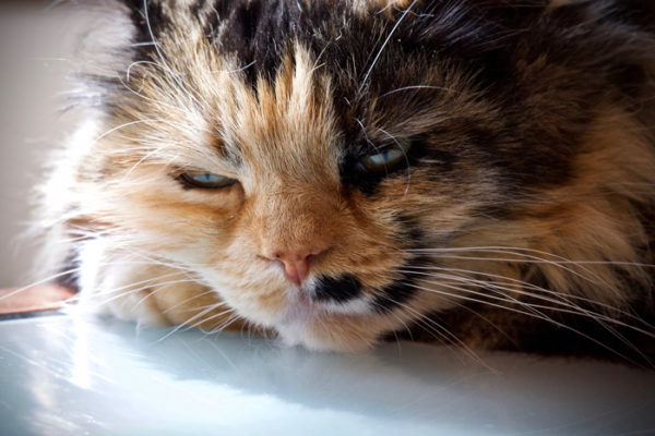 猫のくしゃみが多いときは要注意 ウイルス性の風邪や病気かも 日本アニマルヘルスblog