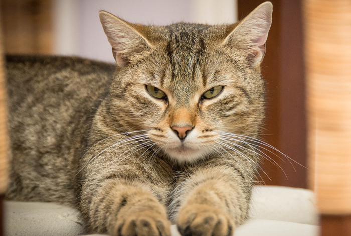 猫のくしゃみが多いときは要注意 ウイルス性の風邪や病気かも 日本アニマルヘルスblog