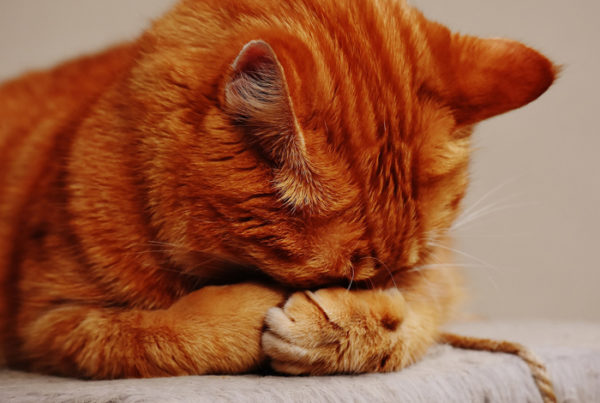 猫がご飯を食べない時。食欲不振は体調不良のサイン？