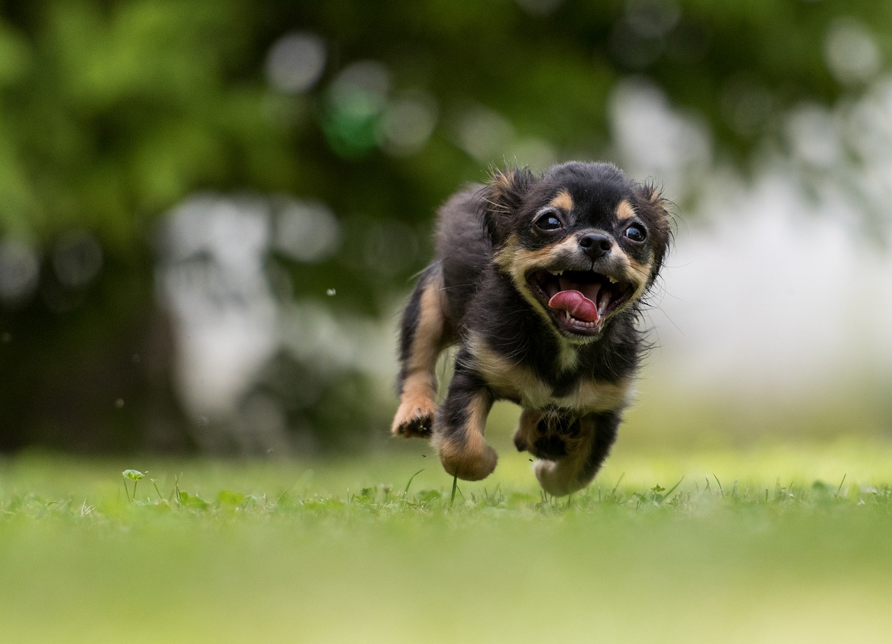 飼い主に飛びついてくる犬の理由は そのしつけ方法 日本アニマルヘルスblog