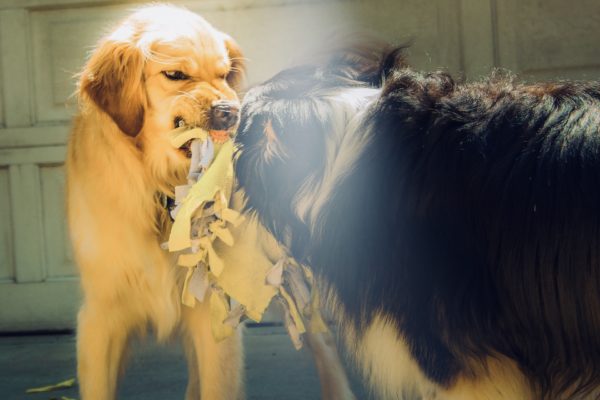 犬のお風呂は週何回 頻度によっては体臭だけじゃなく皮膚病のリスクも 日本アニマルヘルスblog