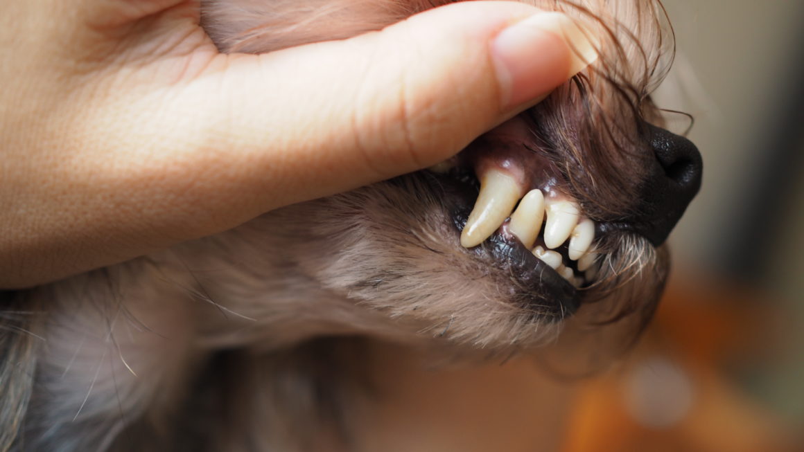 牛や鶏の骨 硬いおやつは犬の歯にいいの 歯垢や歯石 犬のデンタルケアに効果的なおやつとは 日本アニマルヘルスblog