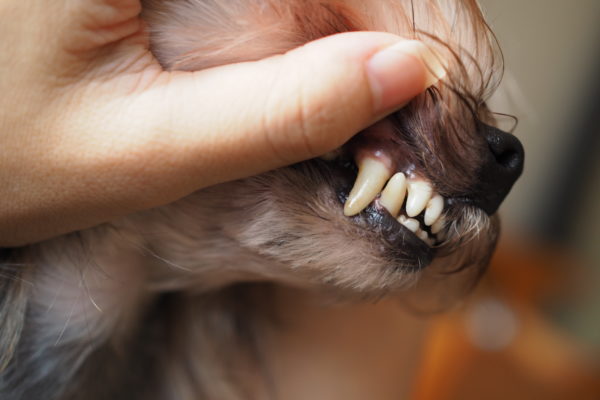 牛や鶏の骨｜硬いおやつは犬の歯にいいの？歯垢や歯石、犬のデンタルケアに効果的なおやつとは？